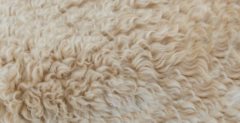 rug cleaning cairns