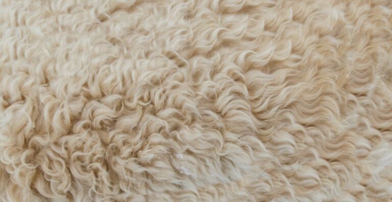 Rug and Carpet cleaning